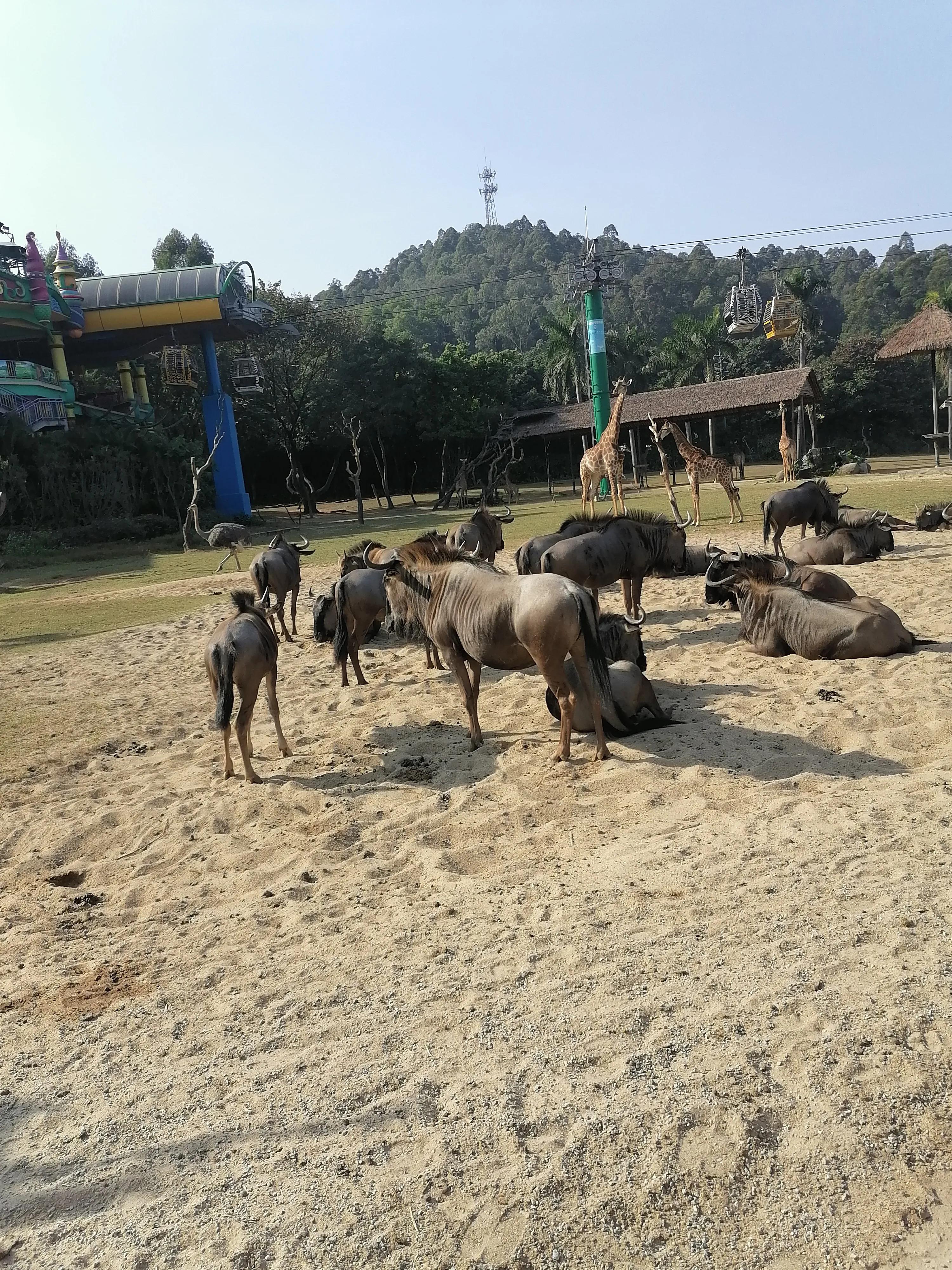 去广州长隆动物世界游玩攻略,广州长隆动物园亲子游玩攻略