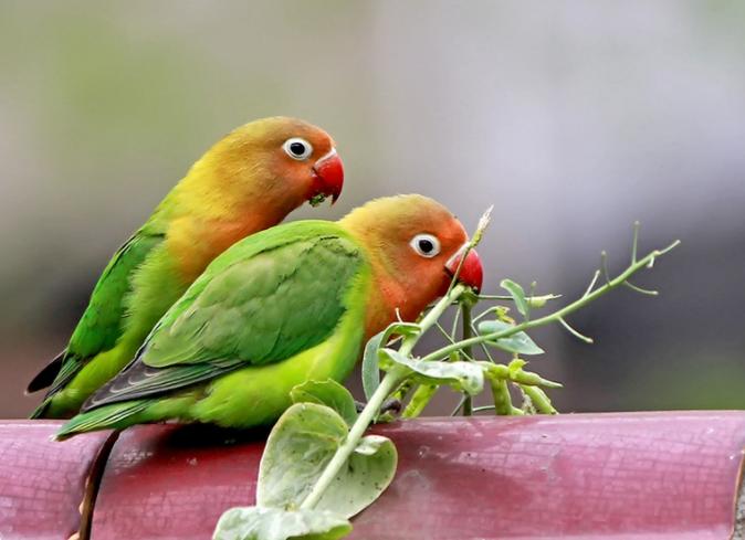 对“啥都吃”的牡丹鹦鹉，可别乱喂，辣椒、巧克力这是鸟能吃的吗