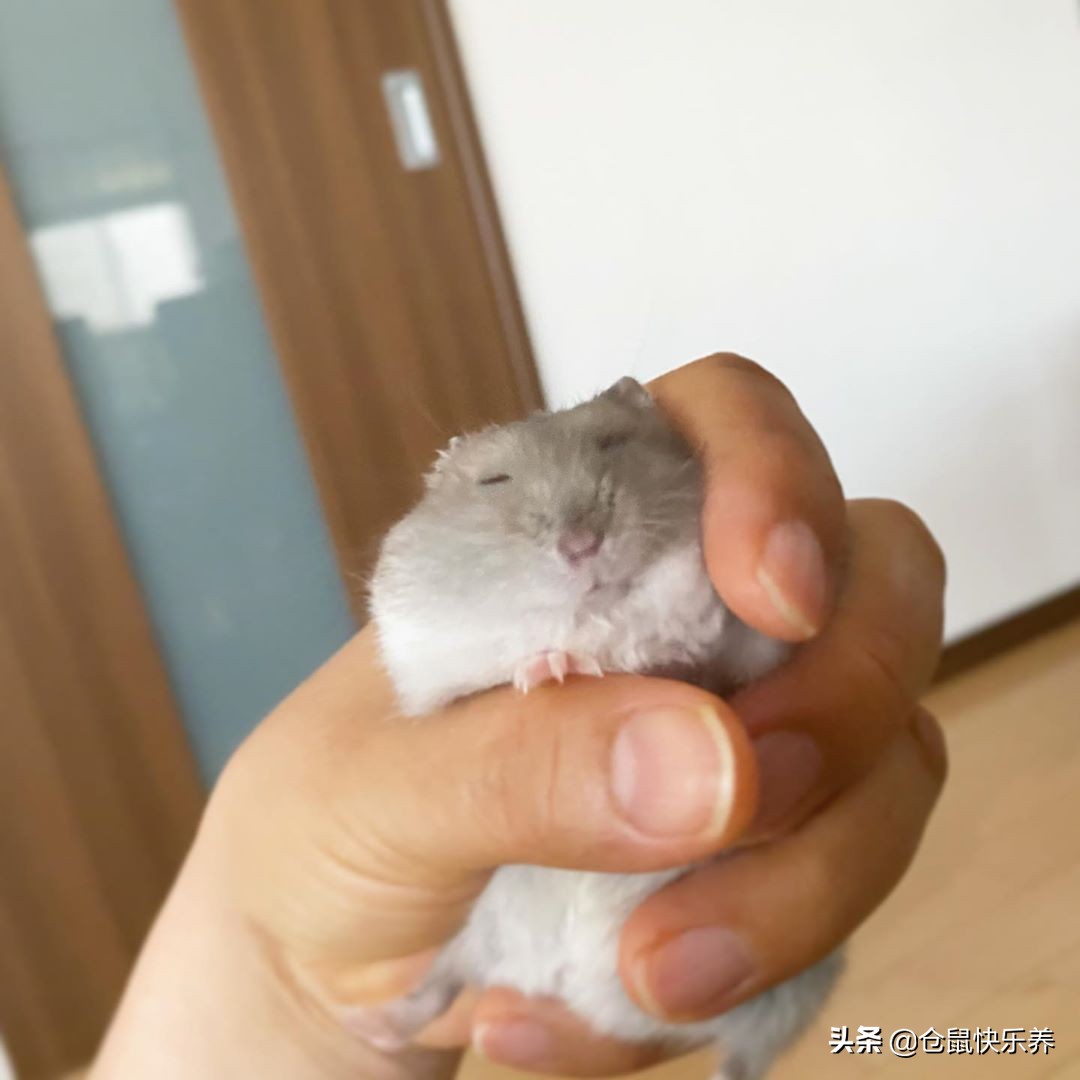 仓鼠趁主人不备钻进粮袋，被饲主发现后，鼠鼠就是不承认偷吃