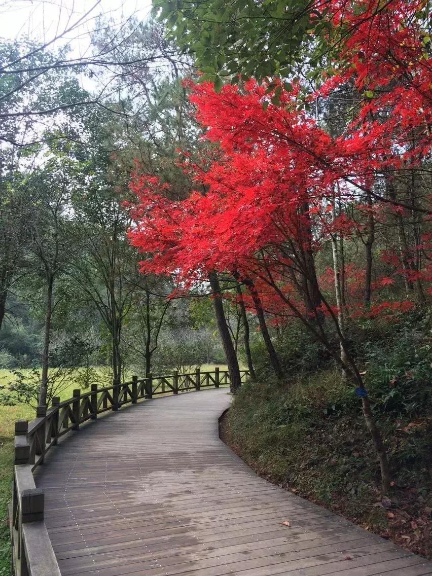 花山谜窟星期三免门票怎么预约,抓紧时间来赏秋