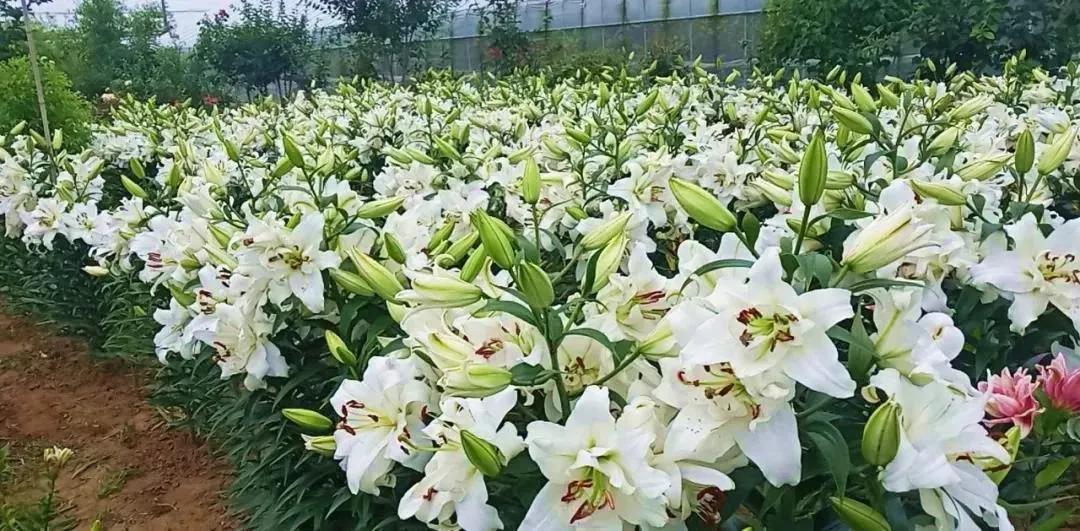 文旅贺年“惠”！共享一城鲜美，一起欢乐过年