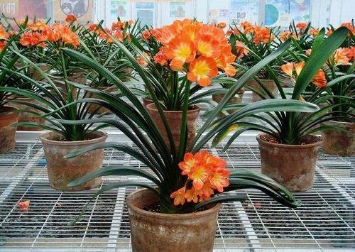 君子兰放在家里什么地方长得最好,君子兰养在家里哪个位置