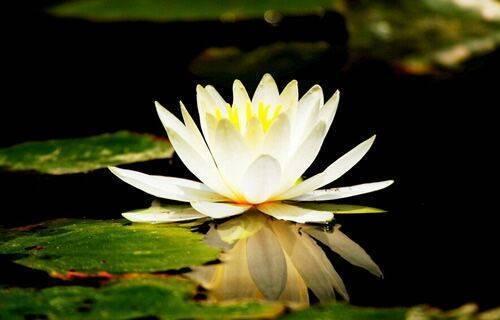 养睡莲最好的大容器,睡莲怎么养开花比巴掌都大