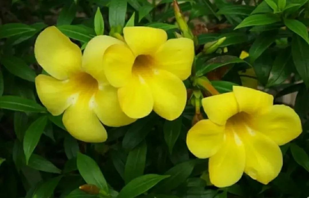 奇葩造型花：头上长草，心中有鬼，白月光。白天不开你非要晚上开