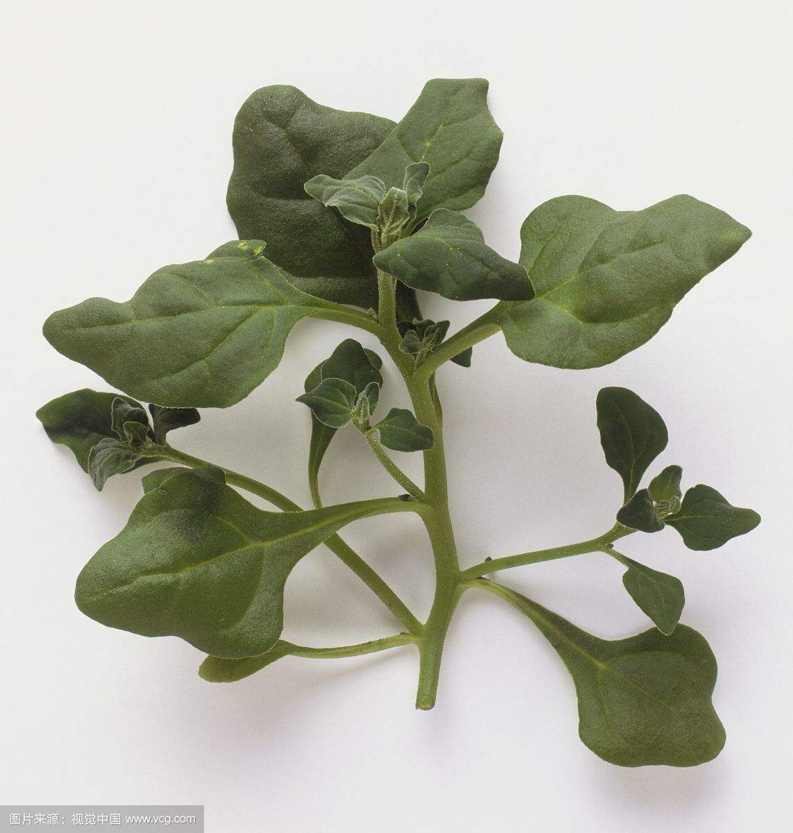 中药番杏叶子功效与作用,番杏播种土