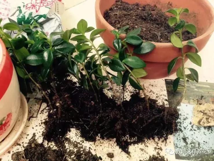 金鱼吊兰怎么养长得快一点,金鱼吊兰怎么养才能快速长出来