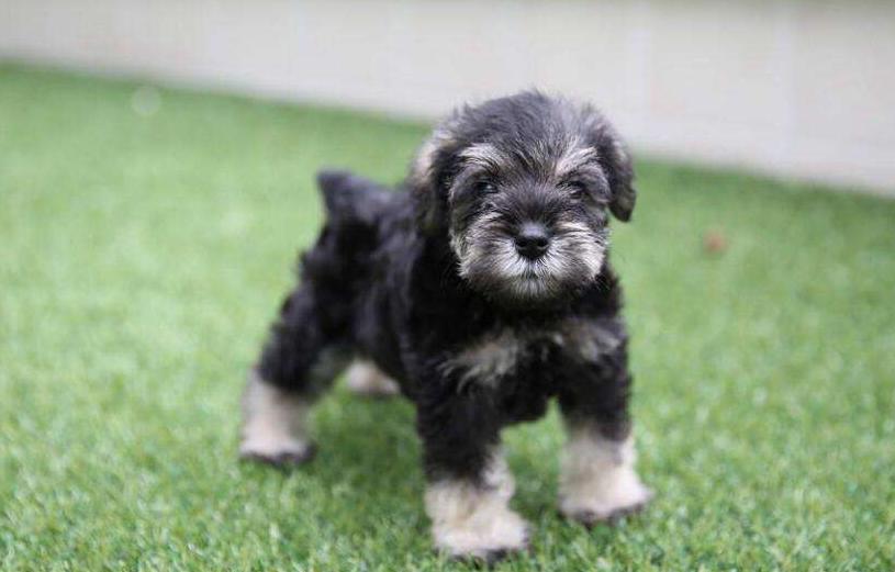 三个月雪纳瑞吃了水果拉稀怎么办,雪纳瑞拉稀像泥浆很臭怎么回事