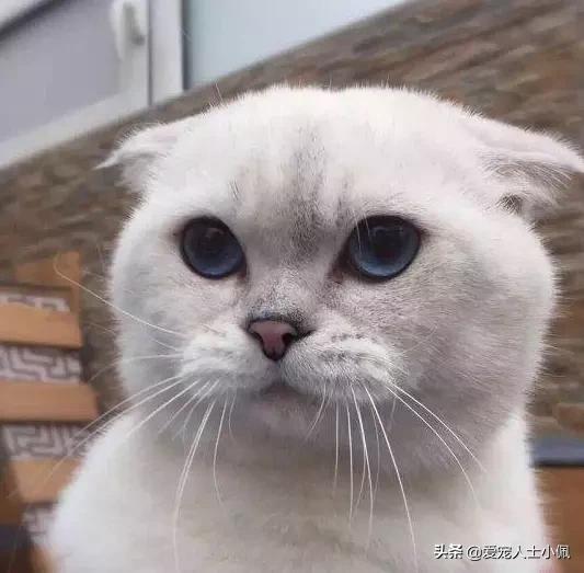 猫咪两天没吃东西生病了能洗澡吗,猫咪只要不应激可以经常洗澡的吗