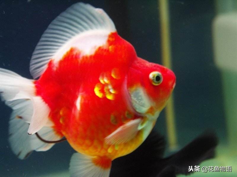 鎏金金鱼资深鱼友,鎏金鱼金鱼品种图片