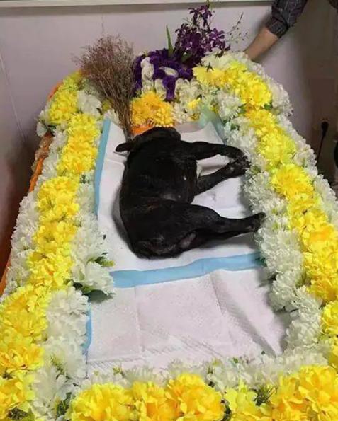 法斗潜水淹死了,法斗在宠物医院洗澡意外死亡后续