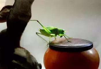 鸣虫油葫芦蝈蝈的区别,鸣虫示范蝈蝈蟋蟀油葫芦