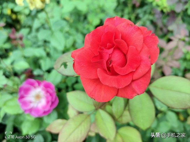 中兴axon30屏下摄像头版评测,中兴axon30与axon30pro区别