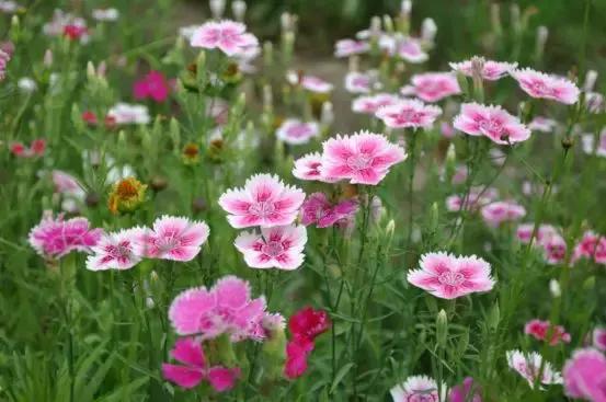 好书推荐快来领取你的宝藏书单,100种百花图谱大全