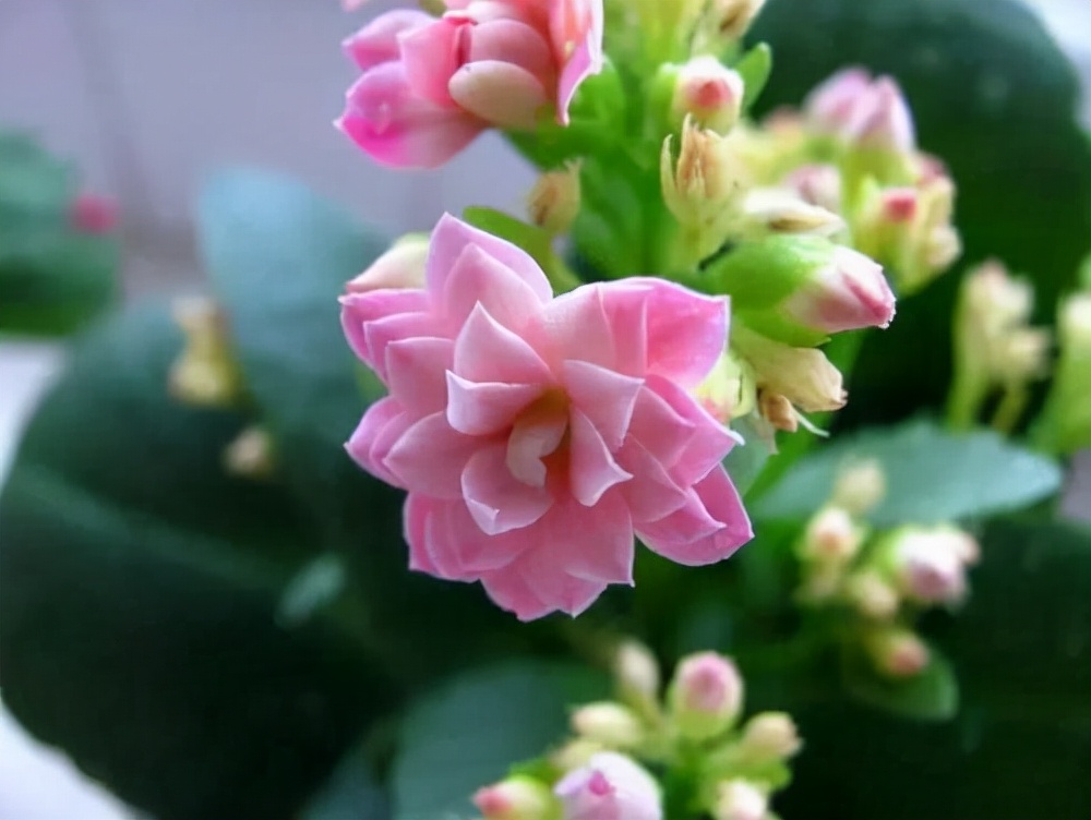 常见花卉养殖总汇,各种花卉植物养殖方法??