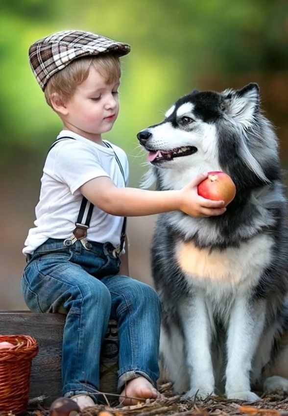 哈士奇俄罗斯土狗,哈士奇西伯利亚犬图片