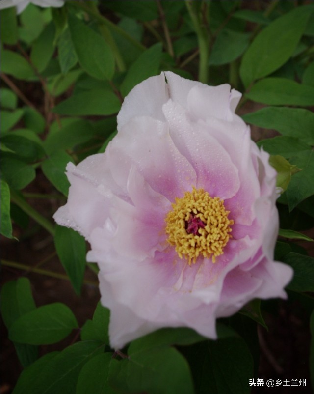 芍药花开的季节等你欣赏,芍药花开如诗如画