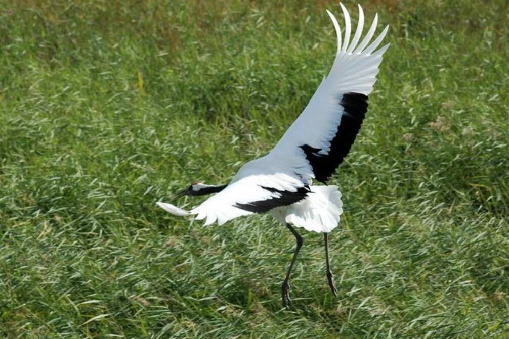 丹顶鹤的顶真的有剧毒吗,丹顶鹤顶红是什么原因