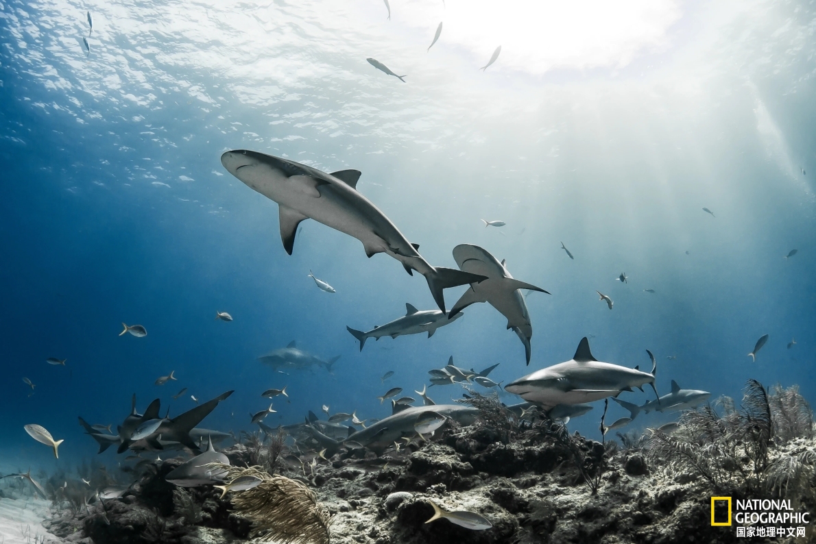 鲨鱼可以交朋友吗,人类跟鲨鱼交朋友