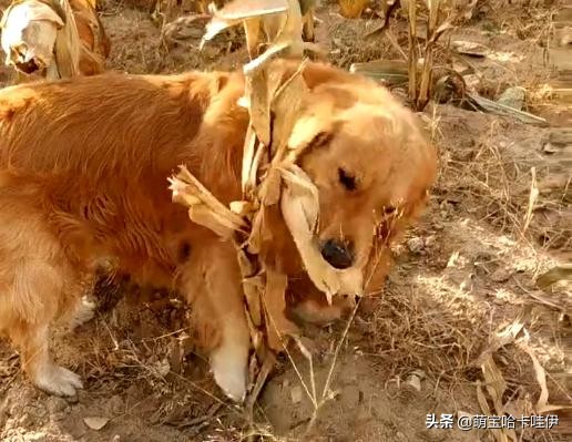 金毛频繁换主人,金毛被救下后开始了报恩