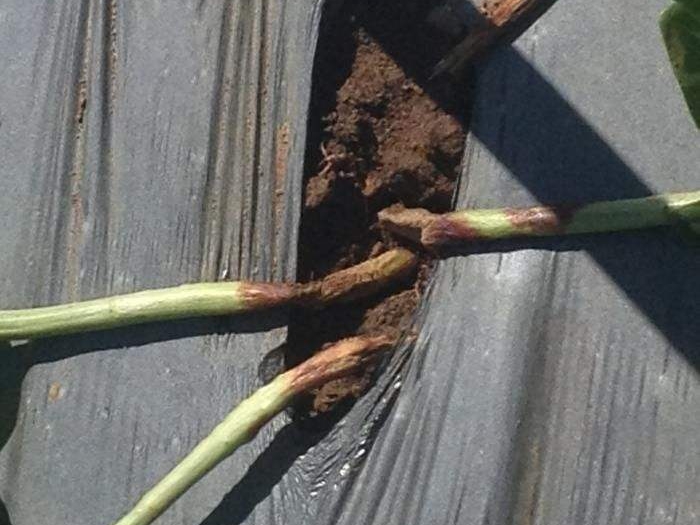 豆角的病虫害防治全过程,现在豆角要防治什么虫