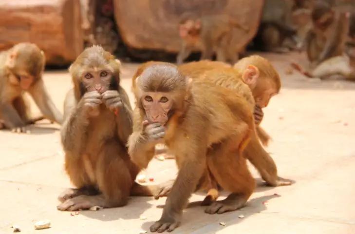 无法离昆，就地过年！昆明亲子游推荐路线重磅来袭！花样过牛年