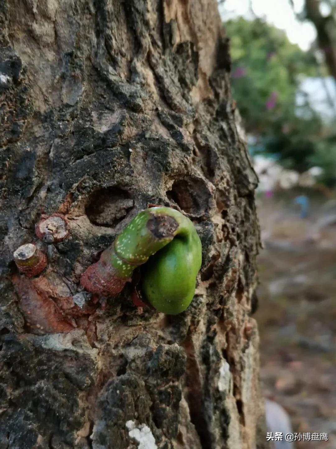 菠萝蜜种子发芽生长过程,热带水果菠萝蜜视频