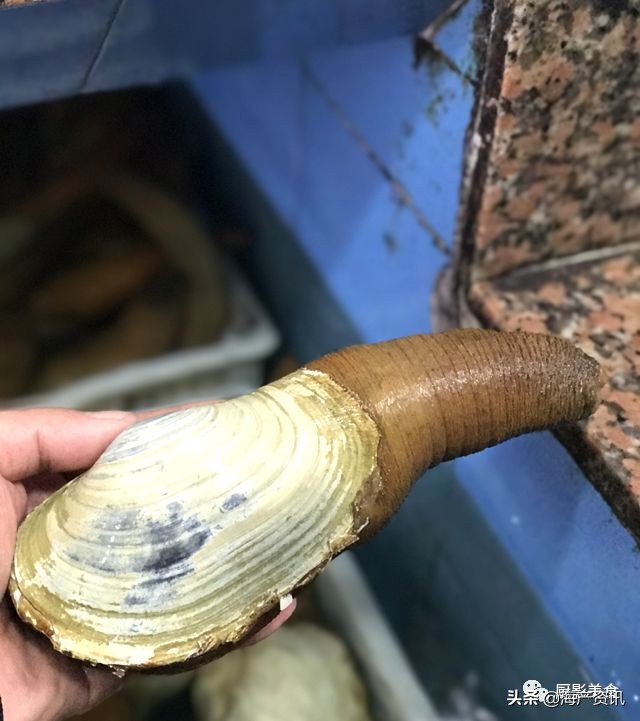 世界十大顶级海鲜品种,全球顶级海鲜食材大赏