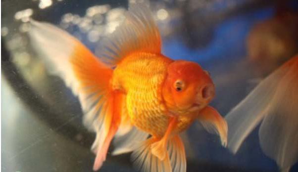 金鱼吃什么食物家中饲养最好,金鱼和草金鱼能不能同缸饲养