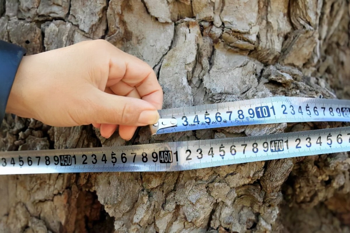 千年黄连木,千年古树黄连木