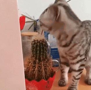 让你心动的搞笑图片,搞笑gif笑死人的动图