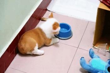 灏忕煭鑵挎煰鍩烘悶绗戣棰戝ぇ鍚堥泦,鍙埍鐨勫皬鐭吙鏌熀鐙楃嫍