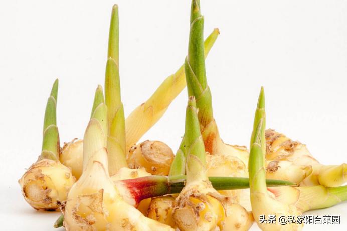 生姜发芽怎么种植好吃,家里发芽的生姜怎么种植