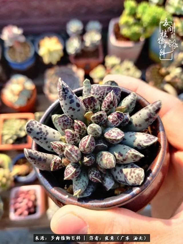 广东春天多肉图片大全,这个季节的多肉状态是最美的