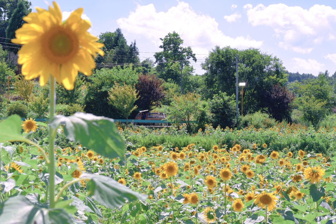 向日葵花海打卡网红地贵阳周边,贵阳白云区向日葵花海