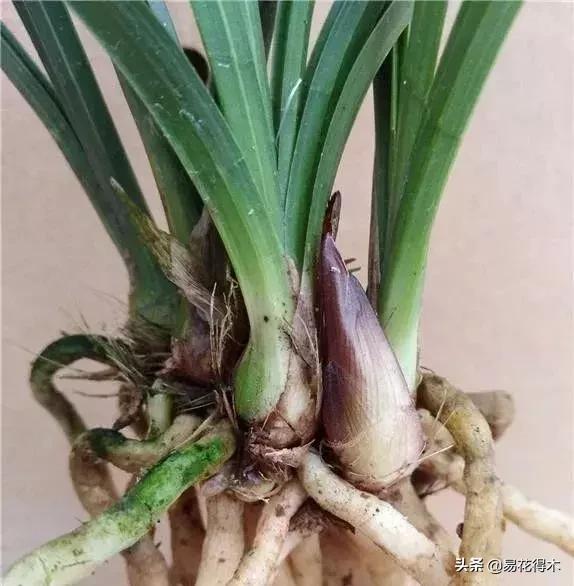 春兰荷瓣几大名品,春兰环球荷鼎和大富贵的区别