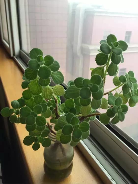 室内用塑料瓶扦插生根最快方法,瓶子装水养花