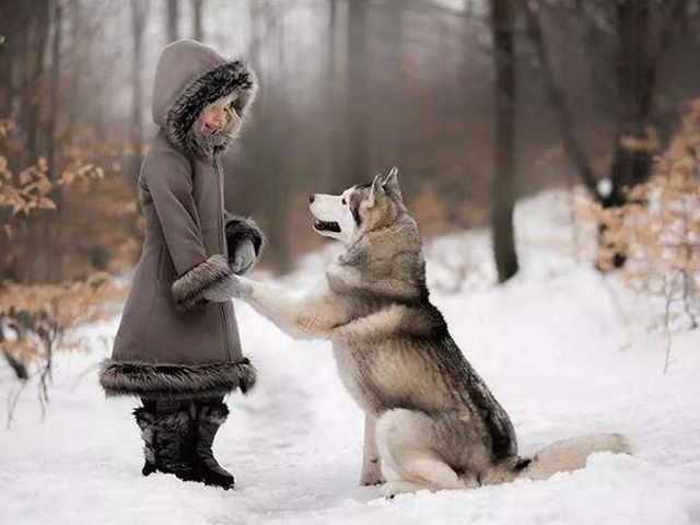 哈士奇辟谣,哈士奇不听话铲屎官拿出一样兵器