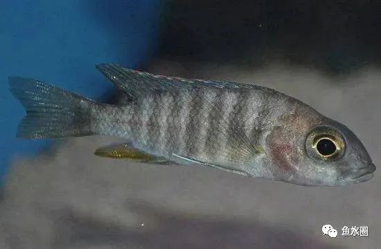 三湖慈鲷马鲷孔雀鱼多久发色,三湖慈鲷鱼之马鲷鱼