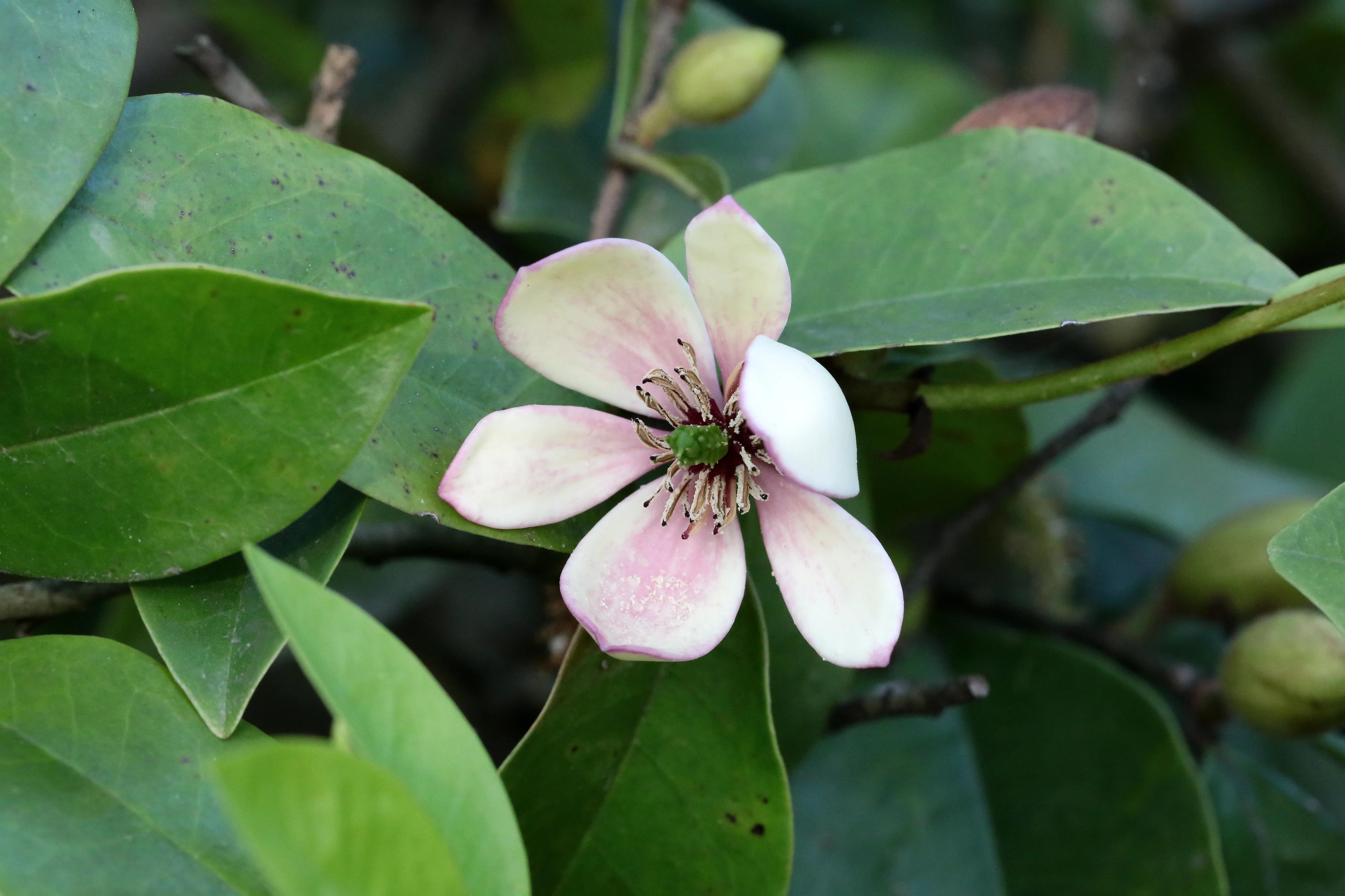 西溪湿地花朝节花草集（2）