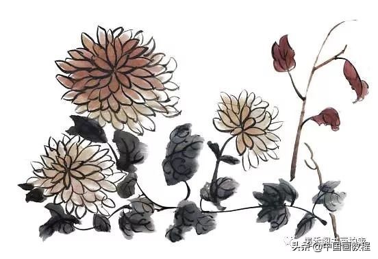 菊花花头花苞画法,菊花花头的画法步骤图片