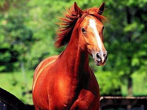 日行千里的汗血宝马竟是外来物种,汗血宝马日行千里下一句是什么