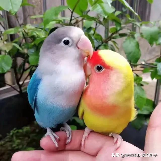 牡丹鹦鹉不要小鸟怎么办,鹦鹉牡丹禁养了吗