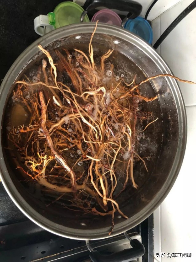 草缸造景新手入门,造景为什么一定要沉木或者杜鹃根