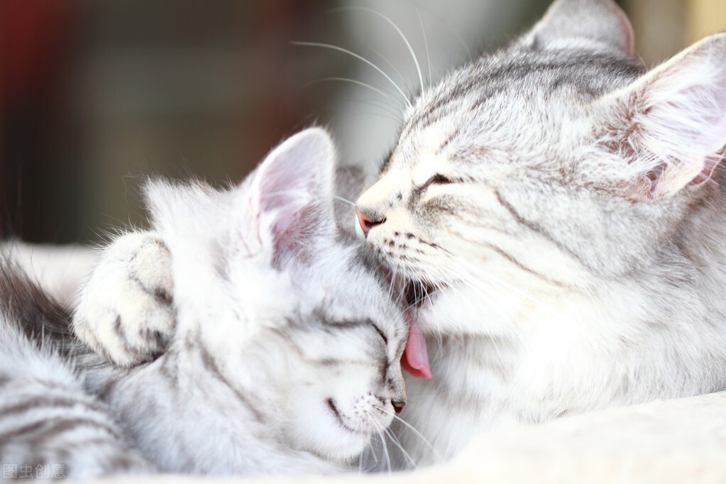 新手养小猫要注意什么,新手养猫还是养狗好一点