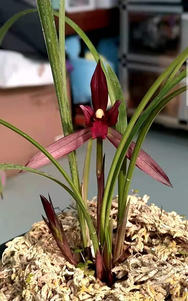 艺兰价格多少一盆,艺草艺兰