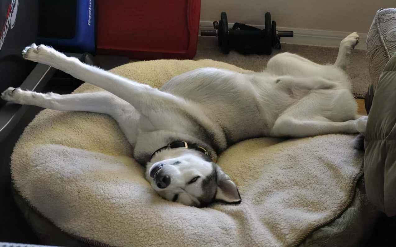 狗狗做梦的反应，原来隐藏了狗狗不同的心理