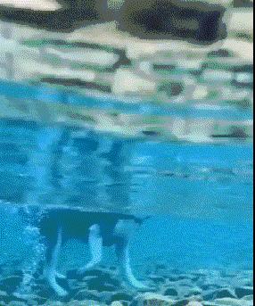 成精了，这家伙居然学会练瑜伽了