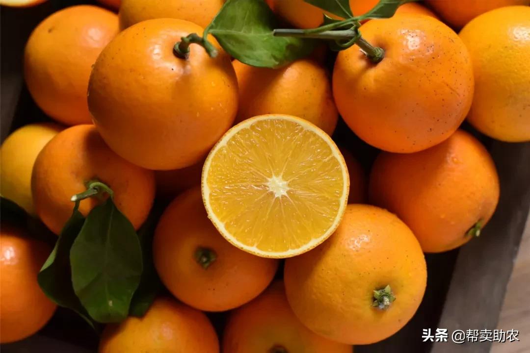 袁隆平摘冰糖橙,袁隆平到麻阳为冰糖橙提名