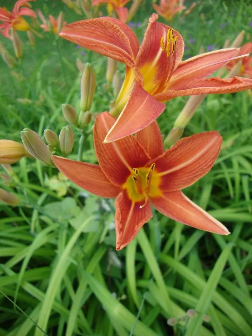 中国的母亲花是哪种,中国的母亲花是什么