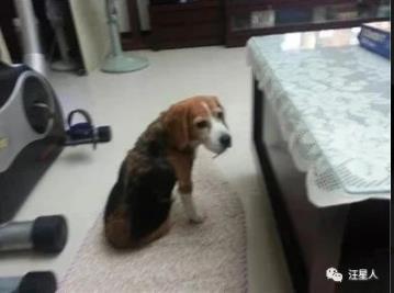 狗狗临终关怀,狗狗临死前的6大征兆铲屎官